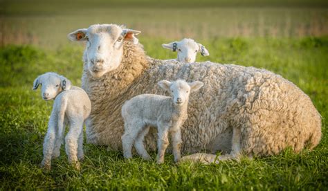 13 Signs a Sheep Is Pregnant - Farmhouse Guide