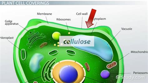 Parts Of Plant Cell And Its Functions | Reviewmotors.co