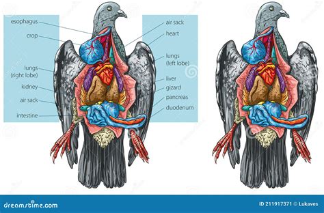 Pigeon Internal Anatomy Vector Illustration | CartoonDealer.com #211953066