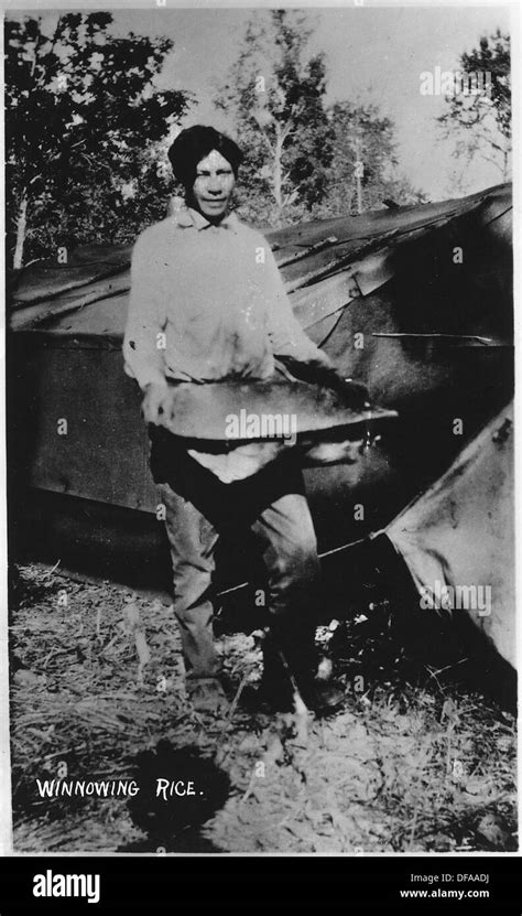 Wild rice harvesting and processing 285180 Stock Photo - Alamy