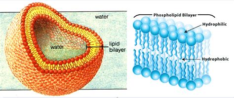 What makes a cell membrane waterproof? | Socratic