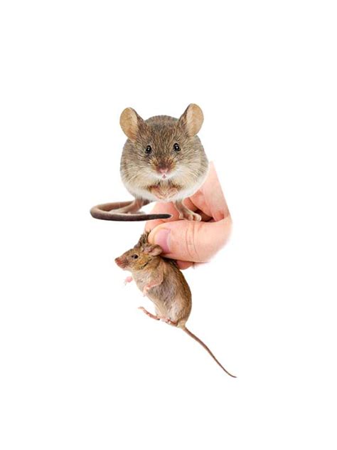 Mice Exclusion Experts | #1 Best In Fairfield Cty, CT