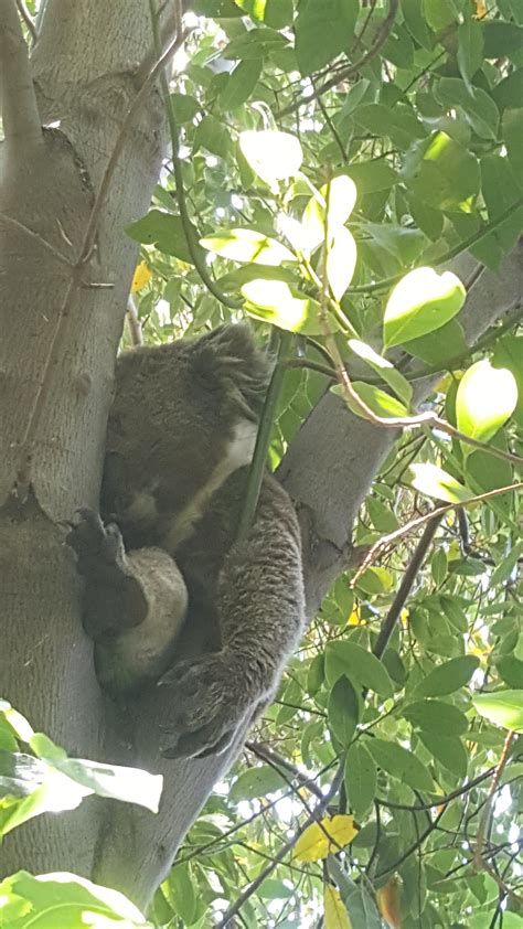 Theres a heat wave in South Australia at the moment. This big guy ...