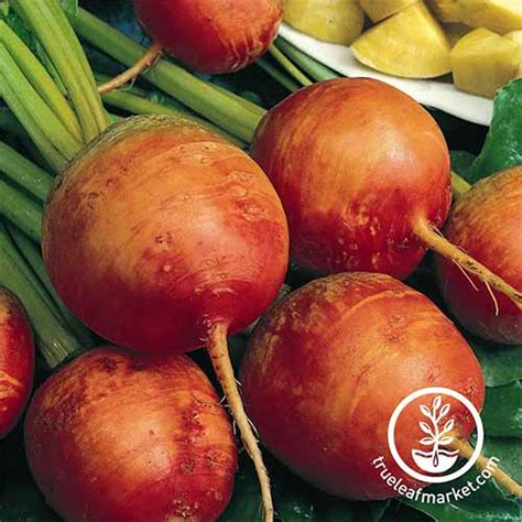 The Best Beet Varieties to Plant This Season | Gardener's Path