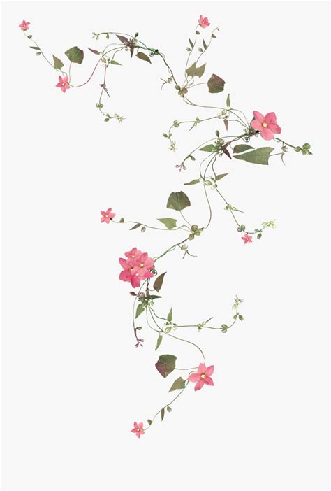 Flower Vines Transparent Background , Free Transparent Clipart - ClipartKey