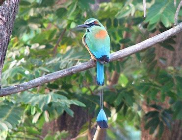 National bird of El Salvador - El Salvador Tips