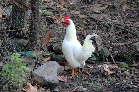 White Leghorn Chicken Breed