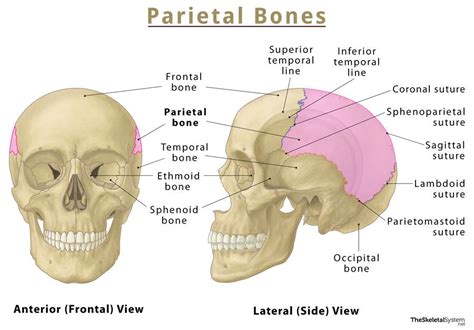 Parietal Bone Anatomy