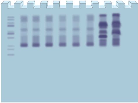 Troubleshooting SDS-PAGE Gel Running Issues | GoldBio