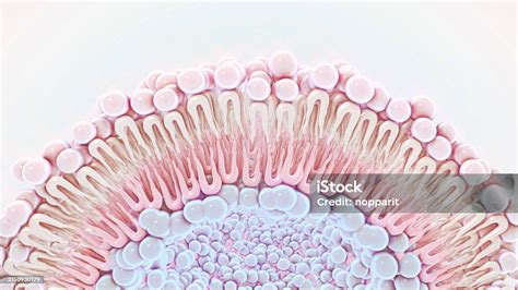 Cell Membrane Phospholipid Structure Stock Photo - Download Image Now ...