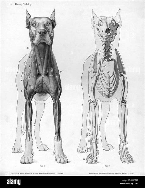 Dog anatomy drawing hi-res stock photography and images - Alamy