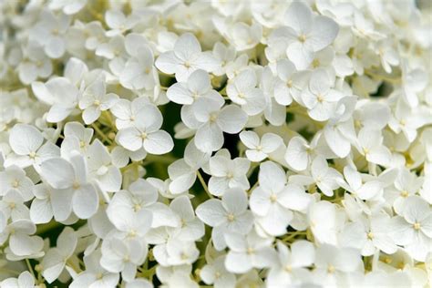 Premium Photo | White hydrangeas