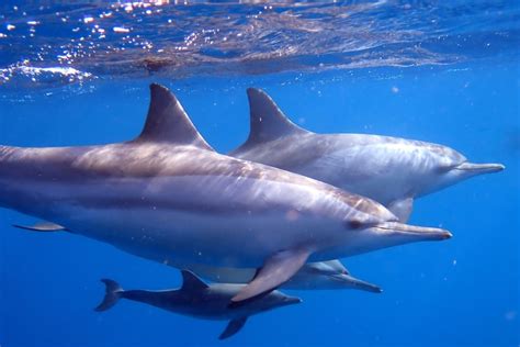 Are Dolphins Dangerous? - American Oceans