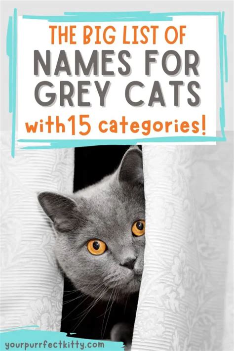 The Big List of Grey Cat Names - Your Purrfect Kitty