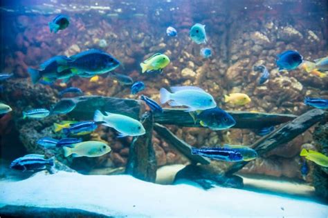 17 Best Cichlid Tank Mates: An Ultimate Guide - AC Aquarium Life