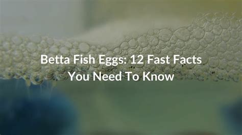 Betta Fish Eggs: 12 Fast Facts You Need To Know