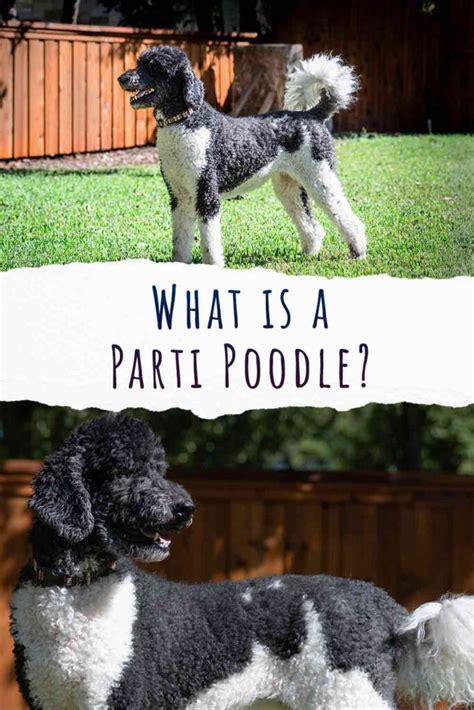 Parti Poodle - Purebred Poodle Coat Colors Explained