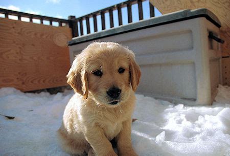 Funny wallpapers|HD wallpapers: Cute golden retriever puppies playing