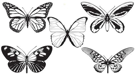 Butterflies Vector 1 25799349 Vector Art at Vecteezy