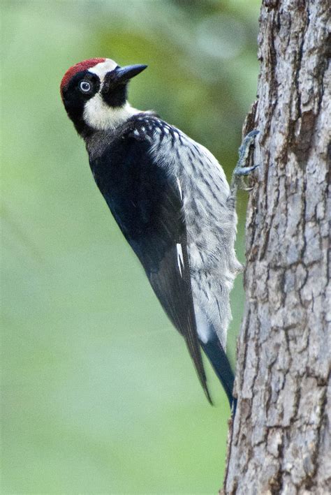 Acorn Woodpecker | Nature Photography | Passerine