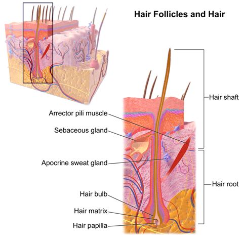 Maintaining Healthy Hair Follicle Function - Toppik Hair Blog – Toppik.com