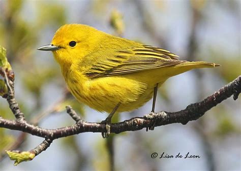 Immature Yellow Warbler Fooled Me! - Various Bird Species