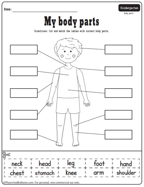 18 Wonderful Worksheets To Learn The Parts Of The Body - Teaching Expertise