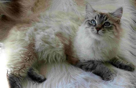 Siberian Cat – Purrfect Cat Breeds