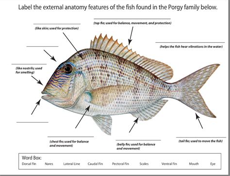 Fish Anatomy Worksheets