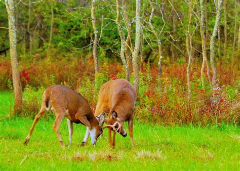 Whitetail Deer Bucks Rut stock image. Image of woods - 34656445