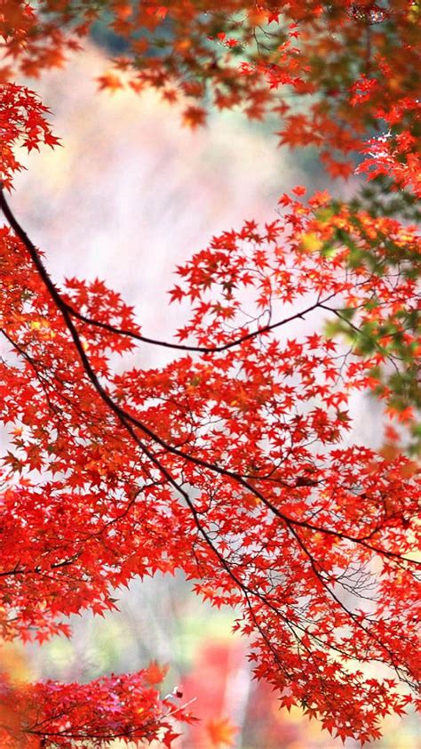 Download Autumn Phone Wallpaper - Autumn Leaves Wallpaper For Android ...