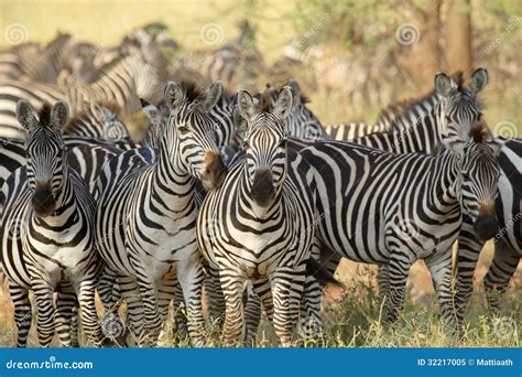 Herd Of Common Zebras Royalty Free Stock Photo - Image: 32217005