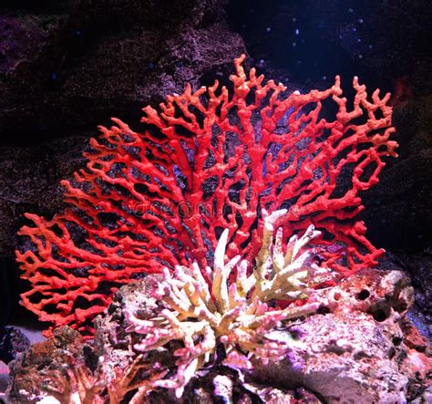 Plants In Coral Reefs - Plants BN