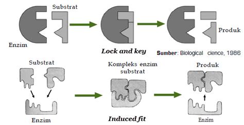 Enzim pada Proses Metabolisme | Mikirbae.com