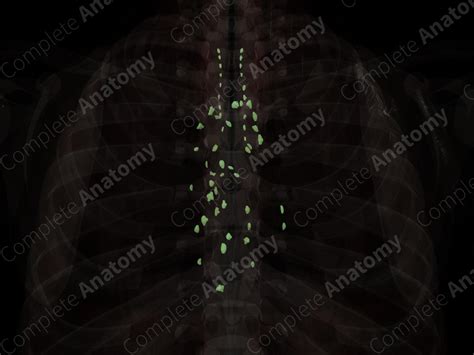 Mediastinal Lymph Nodes | Complete Anatomy