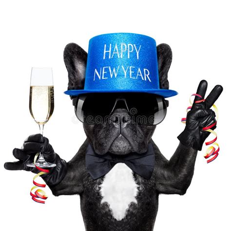 Happy New Year Dog Stock Photo - Image: 48073866