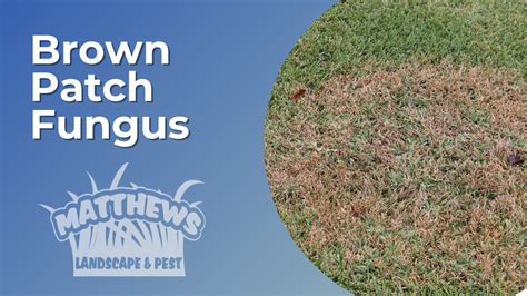 Brown Patch Fungus | Matthews Landscape & Pest