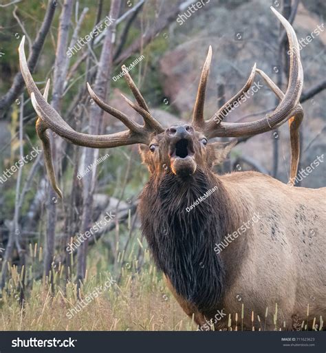 Bull Elk Bugling Sunrise Stock Photo 711623623 - Shutterstock