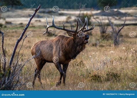 A Large Bull Elk Bugling during the Fall Rut Stock Photo - Image of ...