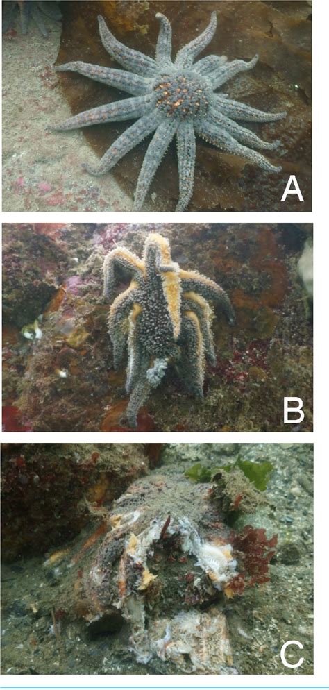 Figure 1 from Evidence for a trophic cascade on rocky reefs following ...