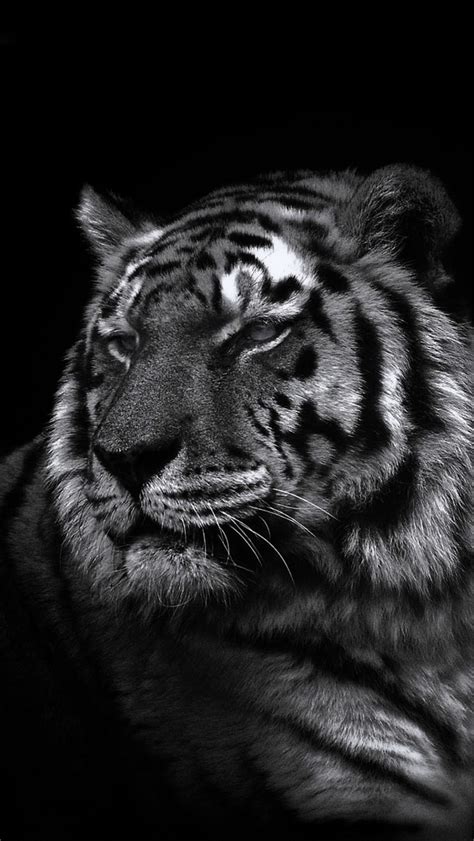 Black Tiger Images Hd Wallpaper 4k - Infoupdate.org