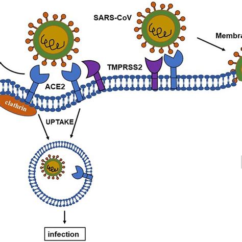 The viral invasion process of host cells via the ACE2 receptor. ACE2 as ...