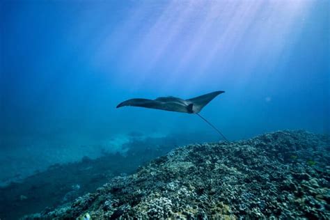 The Best Beaches in Lahaina: A Guide to Your Perfect Hawaiian Vacation