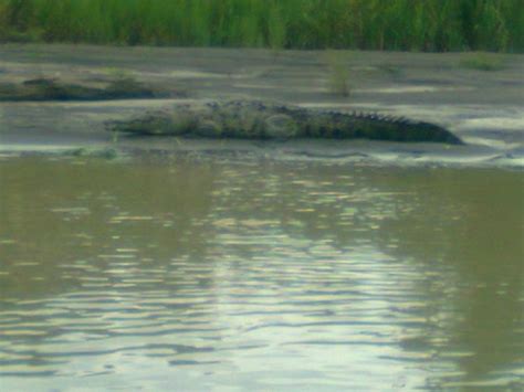 Tortuguero Wildlife Tour (Puerto Limon) - All You Need to Know Before ...