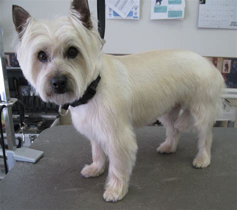 Cairn Terrier Haircut Styles - Wavy Haircut