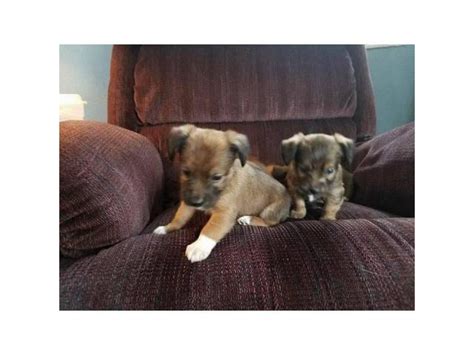 2 lovely Jack Chi Puppies Rochester - Puppies for Sale Near Me