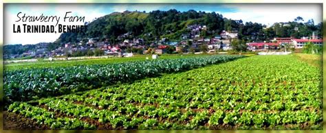 Strawberry Farm Attraction Baguio City Tourist Spots - Tourist ...