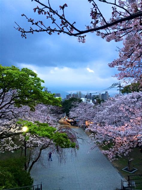 Hanami (Flower Viewing) | Places to visit in japan