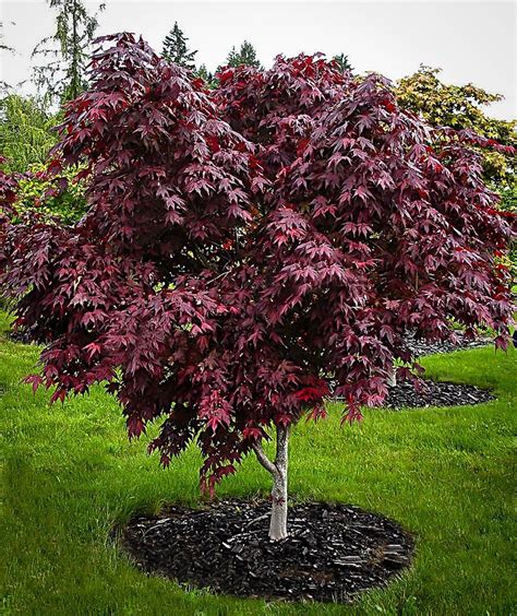 Purple Ghost Japanese Maple | The Tree Center™