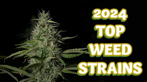 Top Cannabis Strains Popular Weed Strains To Try In 2024